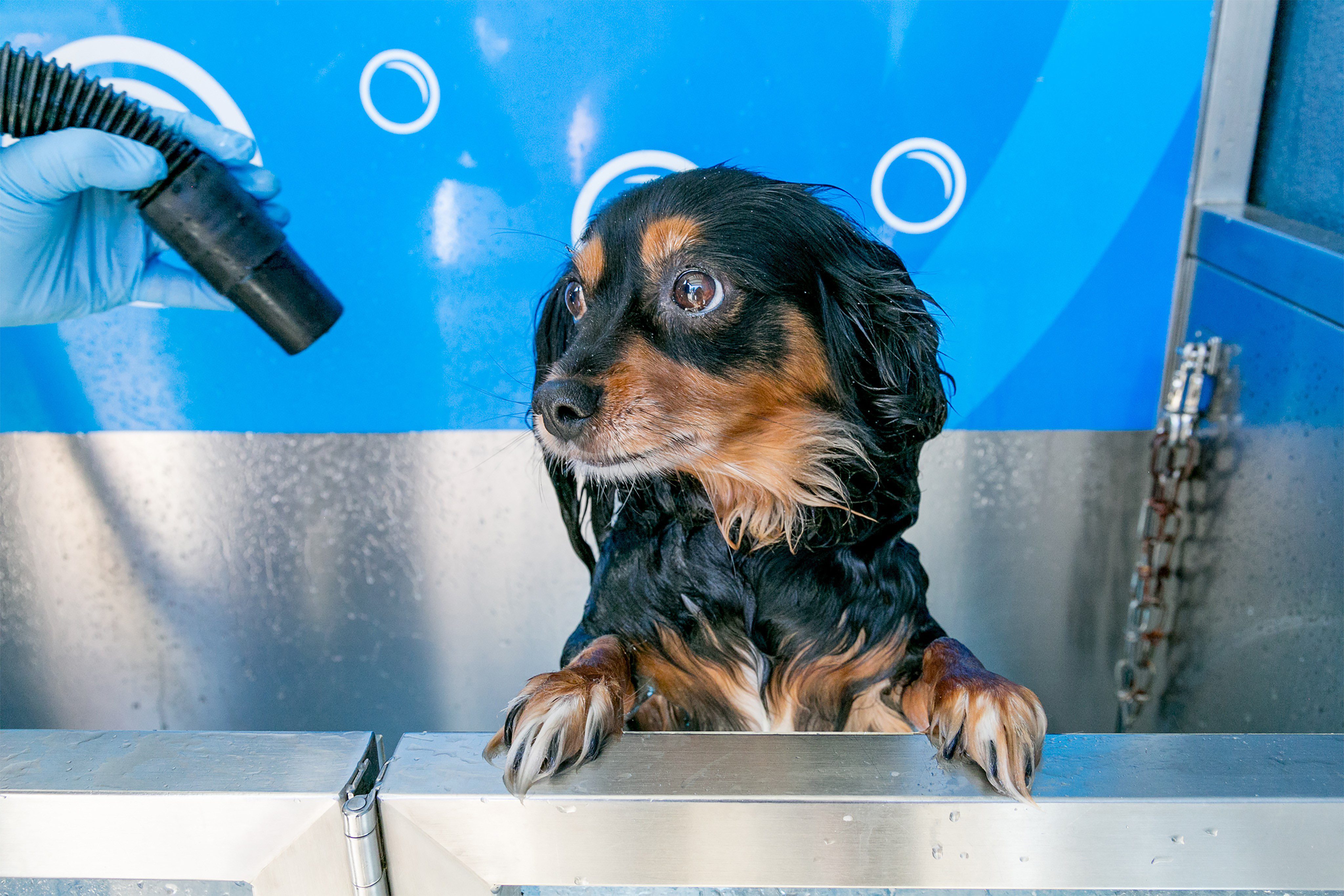 Wet black and brown dachshund in blue pet-washing station